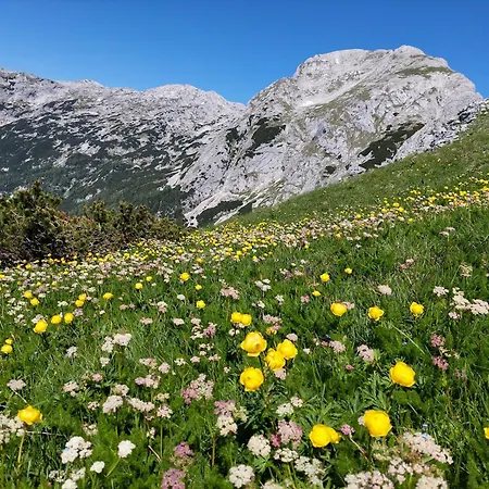 Apartmaji Vesna Appartamento *