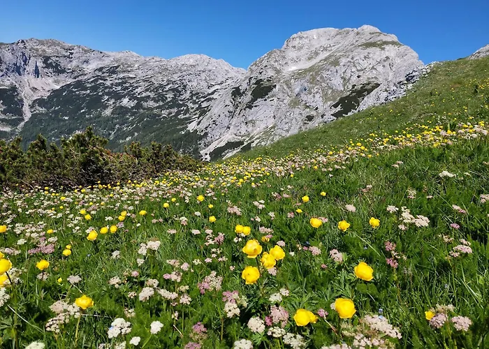 Apartmaji Vesna Apartamento *